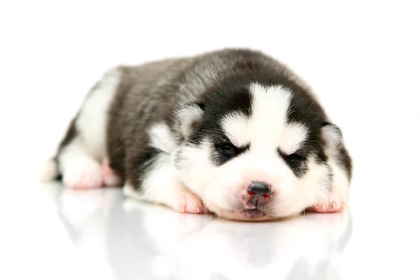 Adorable Chiot Husky Sibérien Sur Fond Blanc — Photo