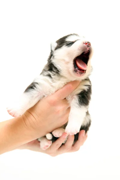 Adorable Cachorro Husky Siberiano Sobre Fondo Blanco — Foto de Stock