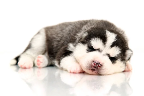 Adorable Chiot Husky Sibérien Sur Fond Blanc — Photo