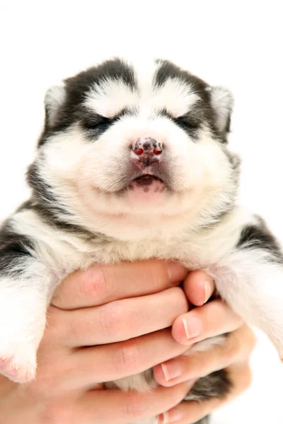 Adorabil Siberian Husky Catelus Fundal Alb — Fotografie, imagine de stoc