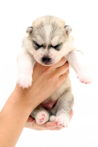 Adorable Cachorro Husky Siberiano Sobre Fondo Blanco — Foto de Stock