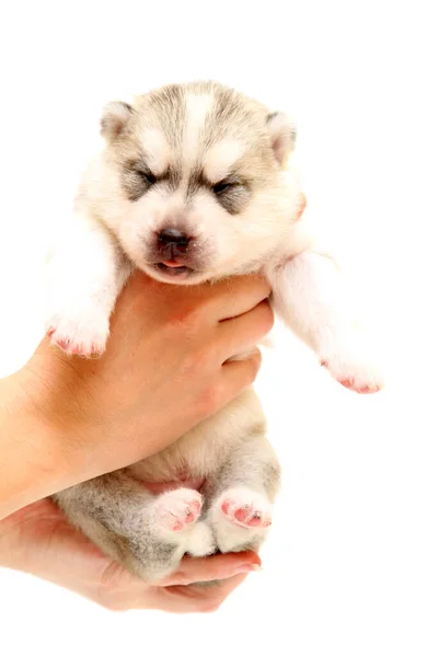 Adorável Siberian Husky Filhote Cachorro Fundo Branco — Fotografia de Stock