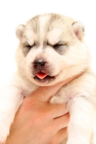 Adorable Cachorro Husky Siberiano Sobre Fondo Blanco —  Fotos de Stock