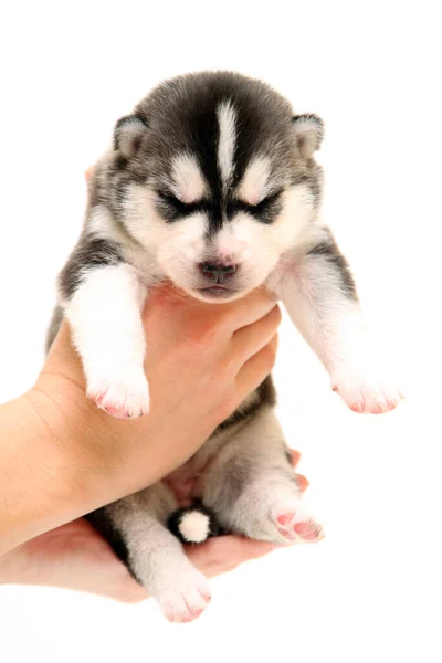 Schattige Siberische Husky Puppy Witte Achtergrond — Stockfoto