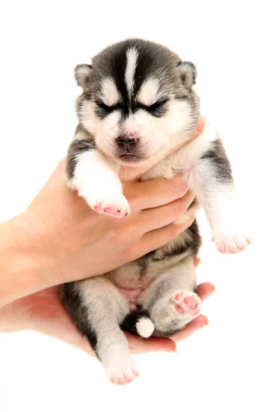 Adorable Cachorro Husky Siberiano Sobre Fondo Blanco — Foto de Stock