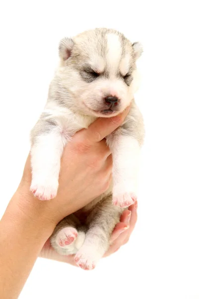 Schattige Siberische Husky Puppy Witte Achtergrond — Stockfoto