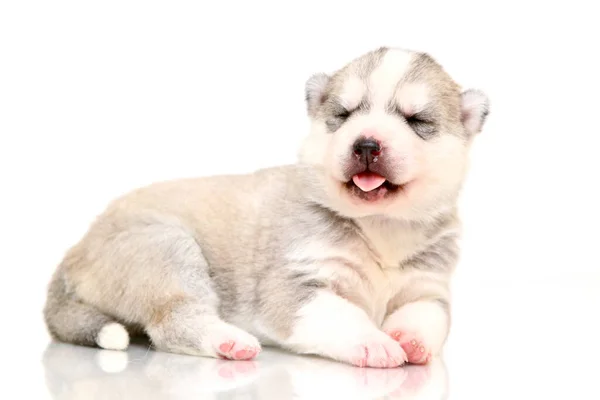 Adorable Siberian Husky Puppy White Background — Stock Photo, Image