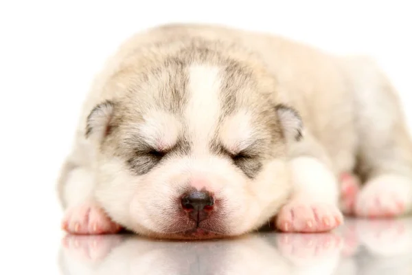 Beyaz Arka Planda Sevimli Sibirya Husky Köpeği — Stok fotoğraf