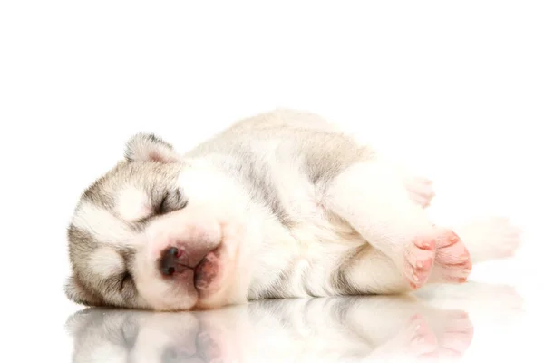 Adorável Siberian Husky Filhote Cachorro Fundo Branco — Fotografia de Stock