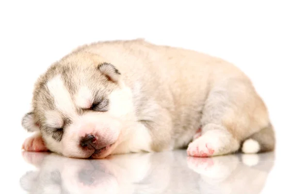 Adorable Cachorro Husky Siberiano Sobre Fondo Blanco — Foto de Stock