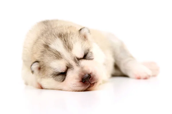 Rozkošné Sibiřské Husky Štěně Bílém Pozadí — Stock fotografie