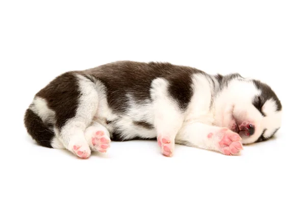 Schattige Siberische Husky Puppy Witte Achtergrond — Stockfoto