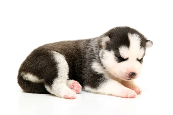 Beyaz Arka Planda Sevimli Sibirya Husky Köpeği — Stok fotoğraf