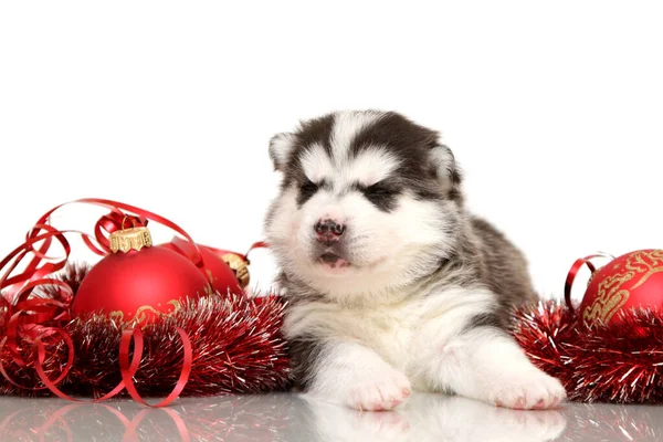 Schattige Siberische Husky Puppy Witte Achtergrond — Stockfoto