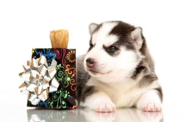 Adorável Siberian Husky Filhote Cachorro Fundo Branco — Fotografia de Stock