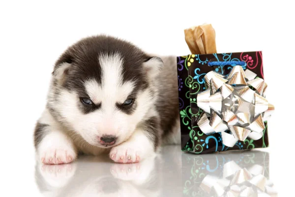 Adorable Cachorro Husky Siberiano Sobre Fondo Blanco — Foto de Stock