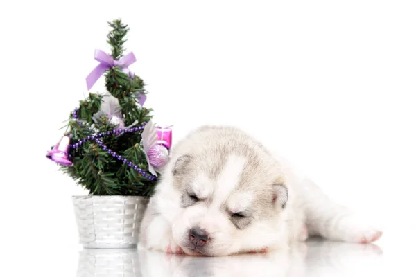 Adorabile Cucciolo Siberiano Husky Sfondo Bianco — Foto Stock