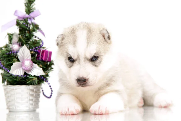 Adorable Chiot Husky Sibérien Sur Fond Blanc — Photo