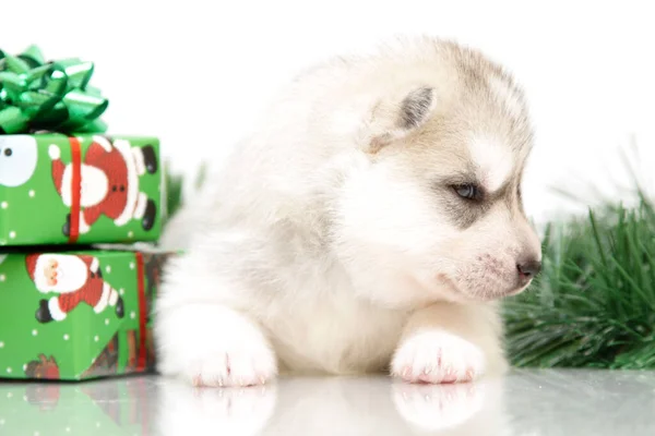 Uroczy Syberyjski Szczeniak Husky Białym Tle — Zdjęcie stockowe