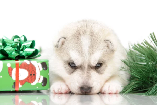 Schattige Siberische Husky Puppy Witte Achtergrond — Stockfoto