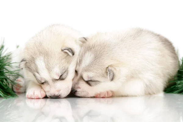 Beyaz Arka Planda Sevimli Sibirya Husky Köpeği — Stok fotoğraf