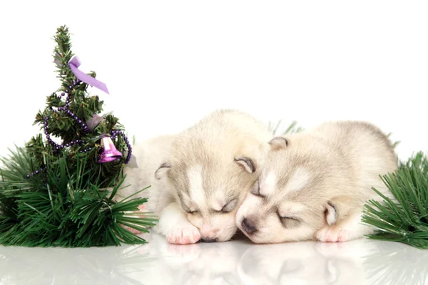 Adorable Siberian Husky Puppy White Background — Stock Photo, Image