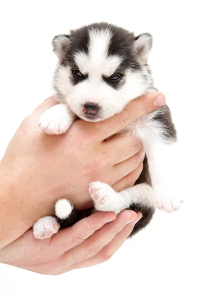 Schattige Siberische Husky Puppy Witte Achtergrond — Stockfoto