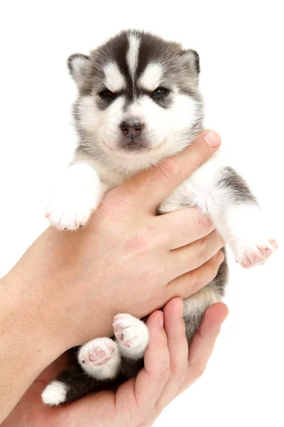 Schattige Siberische Husky Puppy Witte Achtergrond — Stockfoto