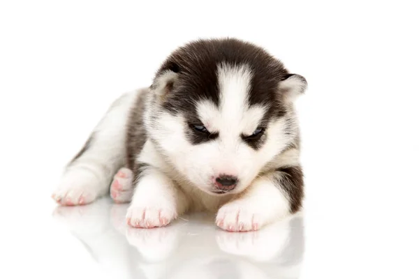 Adorable Siberian Husky Puppy White Background — Stock Photo, Image