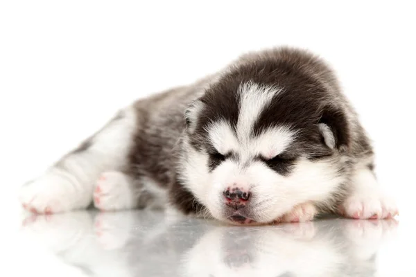 Rozkošné Sibiřské Husky Štěně Bílém Pozadí — Stock fotografie