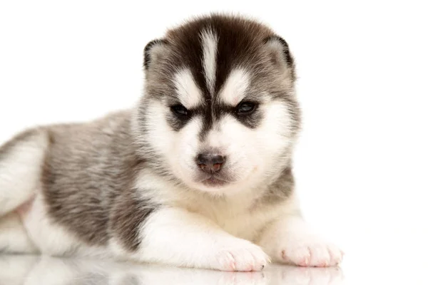 Adorable Cachorro Husky Siberiano Sobre Fondo Blanco —  Fotos de Stock