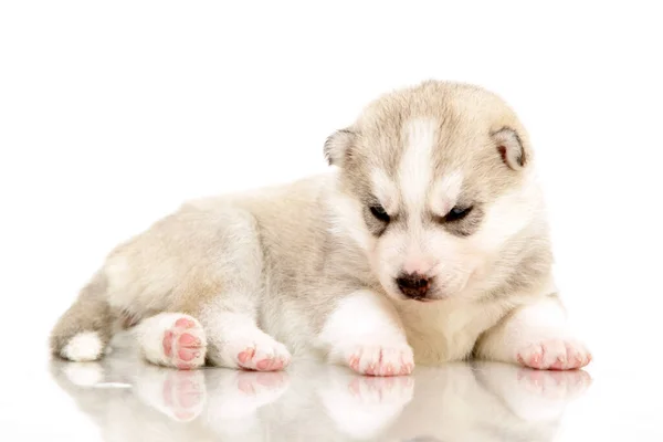 Adorable Cachorro Husky Siberiano Sobre Fondo Blanco —  Fotos de Stock