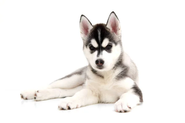 Schattige Siberische Husky Puppy Witte Achtergrond — Stockfoto