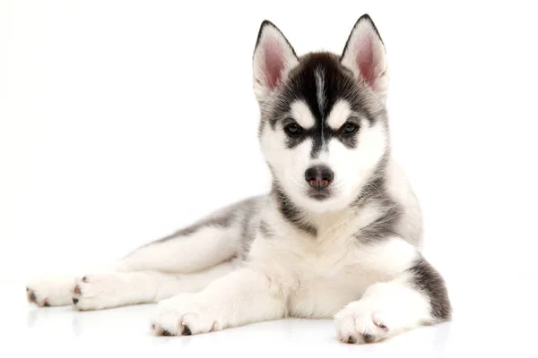 Schattige Siberische Husky Puppy Witte Achtergrond — Stockfoto