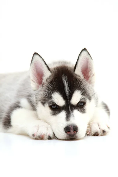 Adorable Chiot Husky Sibérien Sur Fond Blanc — Photo