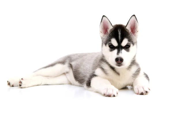 Adorável Siberian Husky Filhote Cachorro Fundo Branco — Fotografia de Stock