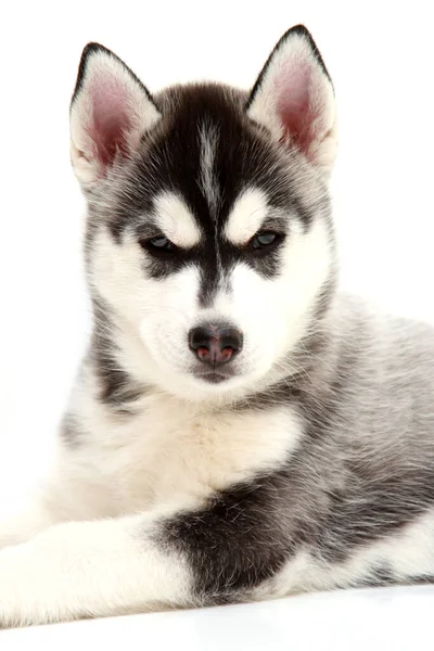 Adorável Siberian Husky Filhote Cachorro Fundo Branco — Fotografia de Stock