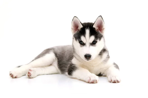 Schattige Siberische Husky Puppy Witte Achtergrond — Stockfoto