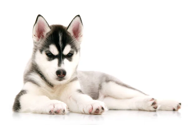 Schattige Siberische Husky Puppy Witte Achtergrond — Stockfoto