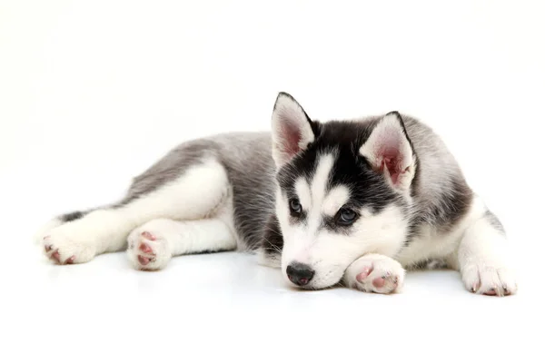 Schattige Siberische Husky Puppy Witte Achtergrond — Stockfoto