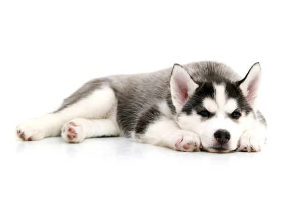 Adorable Chiot Husky Sibérien Sur Fond Blanc — Photo