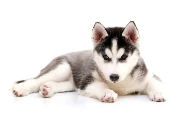 Adorable Cachorro Husky Siberiano Sobre Fondo Blanco —  Fotos de Stock