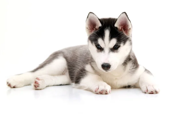 Schattige Siberische Husky Puppy Witte Achtergrond — Stockfoto