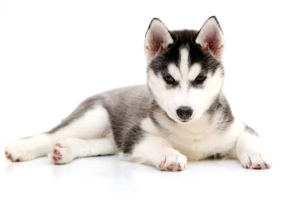 กไซบ Husky ขบนพ นหล ขาว — ภาพถ่ายสต็อก