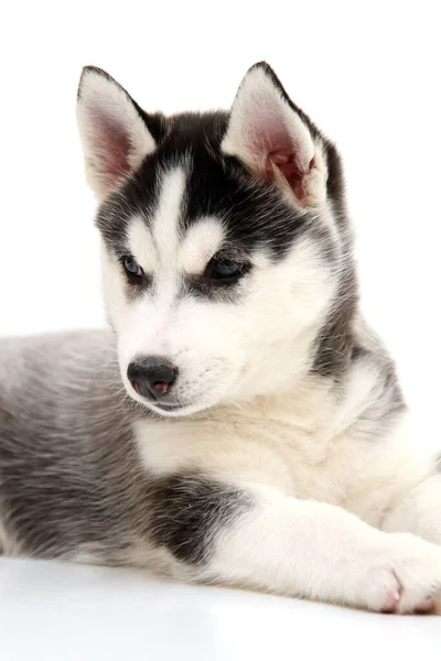 Adorable Chiot Husky Sibérien Sur Fond Blanc — Photo