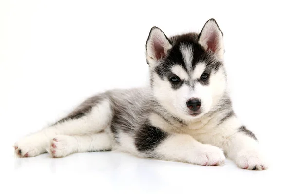 Schattige Siberische Husky Puppy Witte Achtergrond — Stockfoto