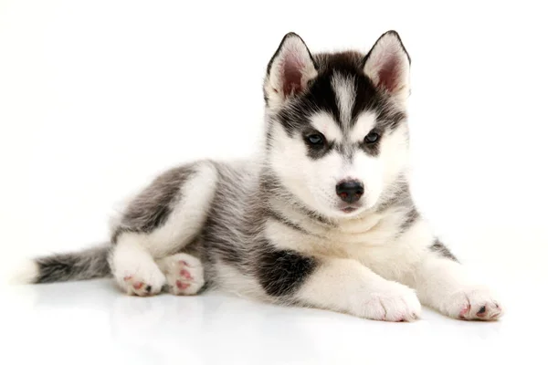 Entzückender Siberian Husky Welpe Auf Weißem Hintergrund — Stockfoto