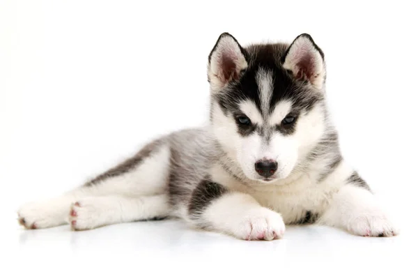 Schattige Siberische Husky Puppy Witte Achtergrond — Stockfoto