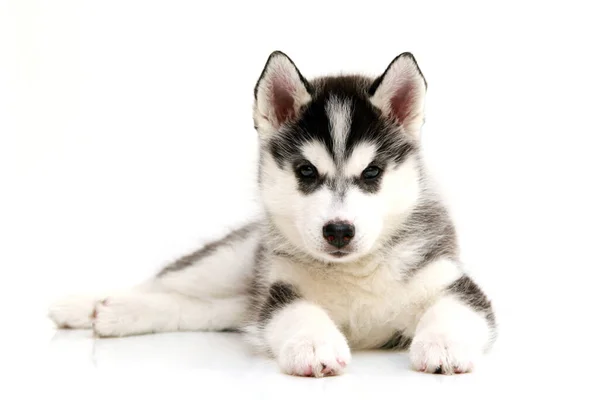 Entzückender Siberian Husky Welpe Auf Weißem Hintergrund — Stockfoto