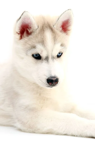 Schattige Siberische Husky Puppy Witte Achtergrond — Stockfoto